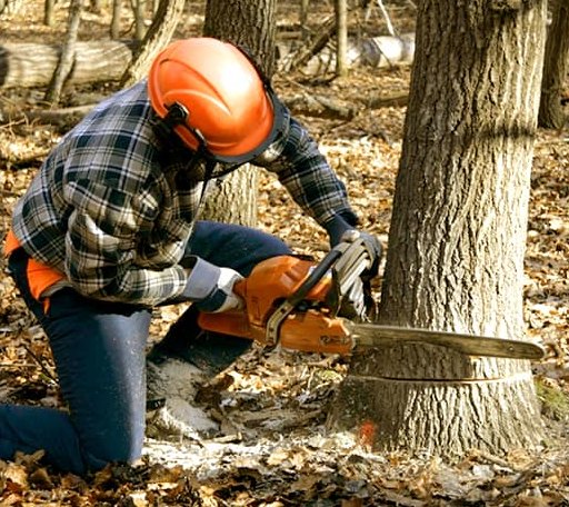 Tree Removal in Home, KS